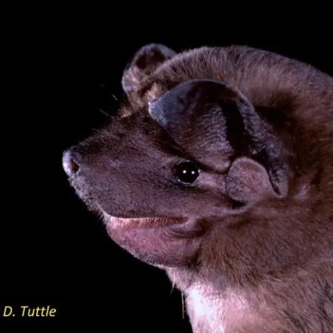 thumbnail for publication: Florida's Bats: Velvety Free-Tailed Bat